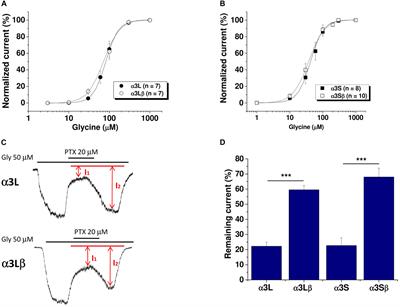 Contribution of GlyR α3 Subunits to the Sensitivity and Effect of Ethanol in the Nucleus Accumbens